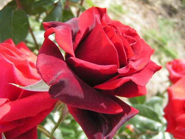 Роза 'Шварц Мадонна' (чайно-гибридная) (красная)