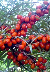 Облепиха 'Любимая' (жен)