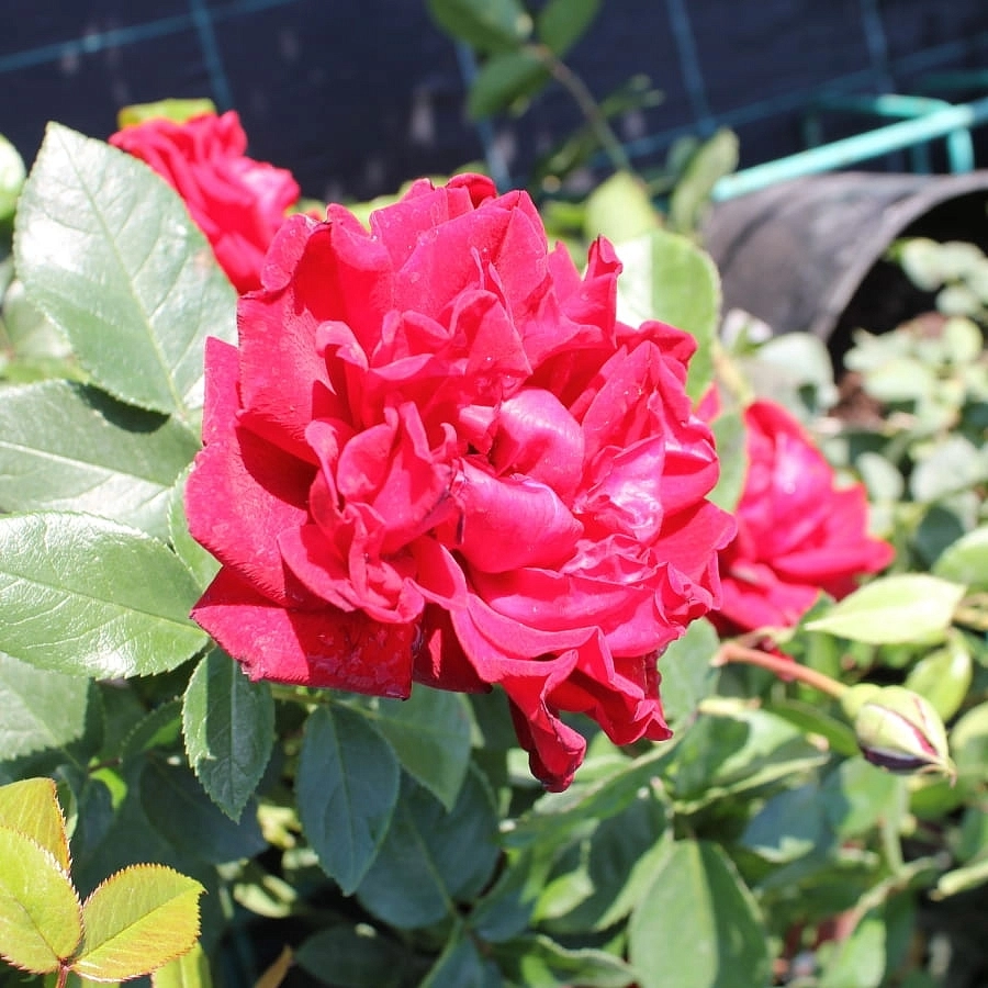 Роза 'Югендлибе' (флорибунда) (красная)