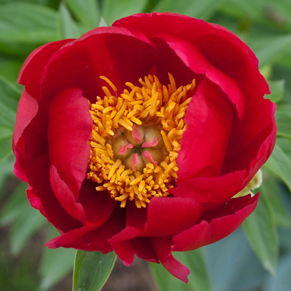 Пион молочноцветковый 'Скарлет О'Хара' (красный анемоноцветный)