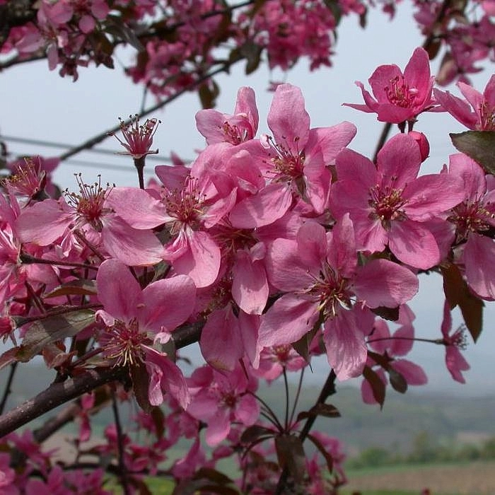 Яблоня декоративная 'Кокцинелла'