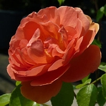 Роза 'Пэт Остин' (парковая, чайно - гибридная) (карминово - красная)