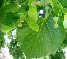 Липа крупнолистная 'Рaтхаус'