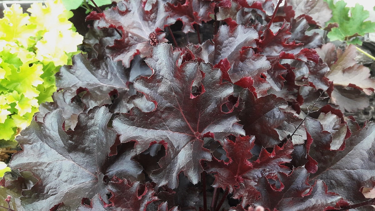 Гейхера гибридная 'Миднайт Рафлс'