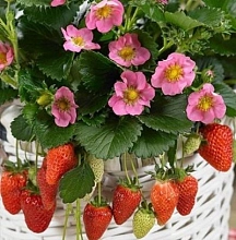 Земляника (клубника) 'Роман'