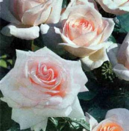 Роза Шлосс Иппенбург (Schloss Ippenburg)