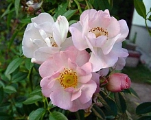 Роза 'Опен Армс' (плетистая) (розовая)