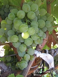 Виноград розовый неукрывной