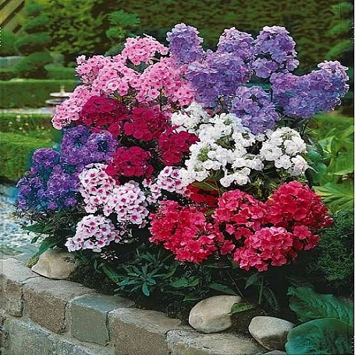 Семена Флокс