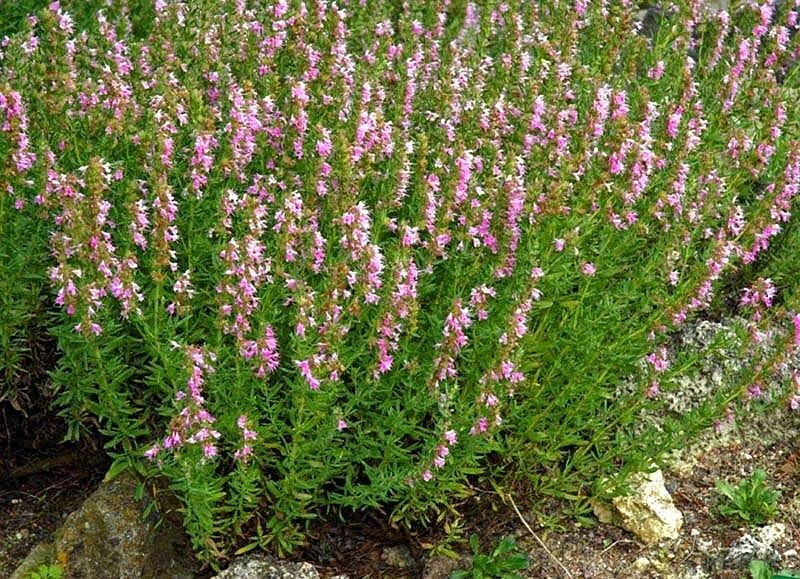 Иссоп лекарственный 'Розеус'