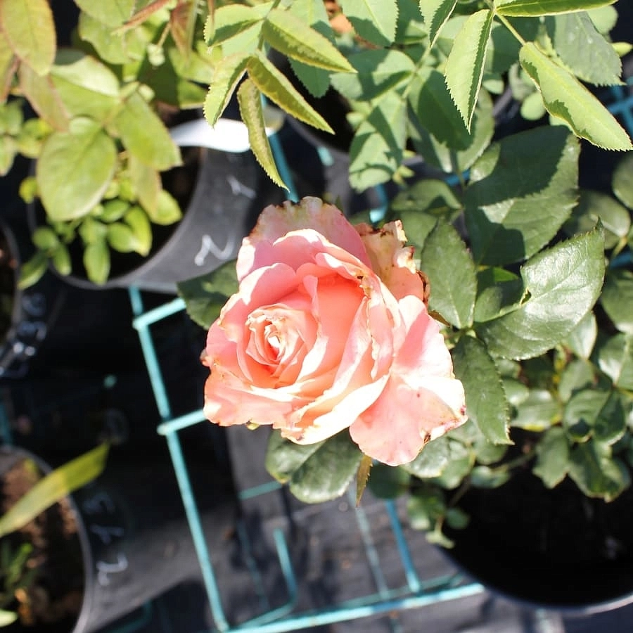 Роза 'Нобилис' (чайно- гибридная) (розовая)