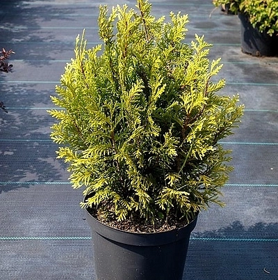 Туя складчатая 'Литл бой'