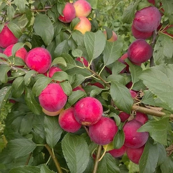 Алыча 'Лама'