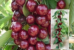 Вишня пирамидальная 'Восторг' 