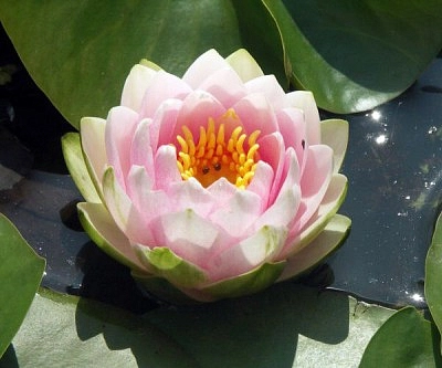 Кувшинка 'Мадам Вилфрон Гоннер'