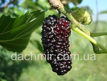 Шелковница 'Овстяковская'