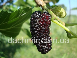 Шелковница 'Овстяковская'