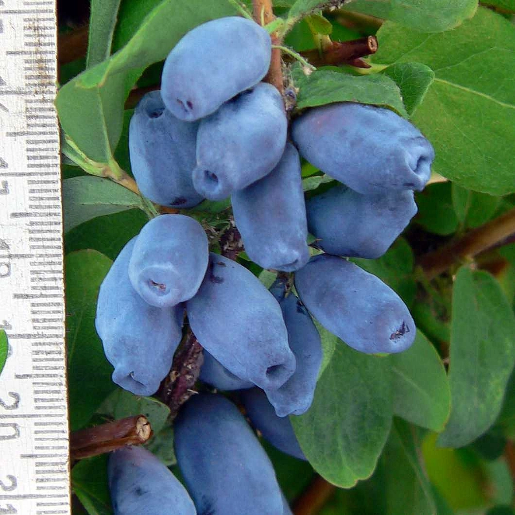 Жимолость съедобная 'Ариэль'