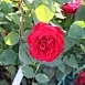 Роза 'Омаж а Барбара' (флорибунда) (темно красная)