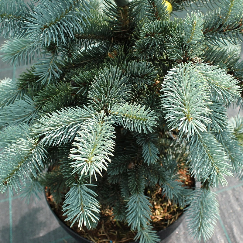 Ель колючая 'Ольденбург'