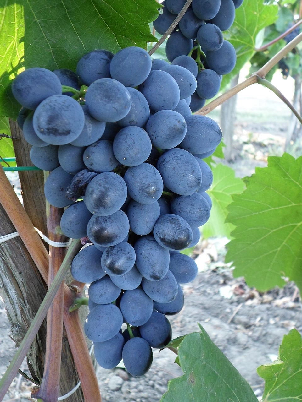 Виноград 'Молдова'