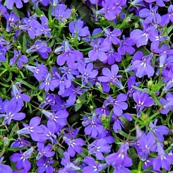 Лобелия ежевидная 'Ривьера Марин Блю' (синий)