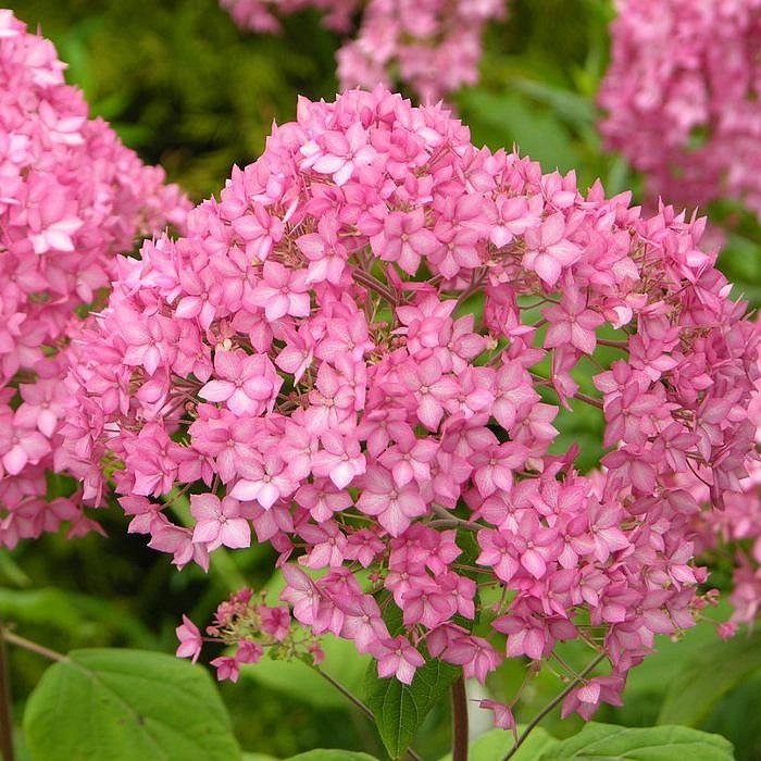 Гортензия древовидная 'Белла Анна'