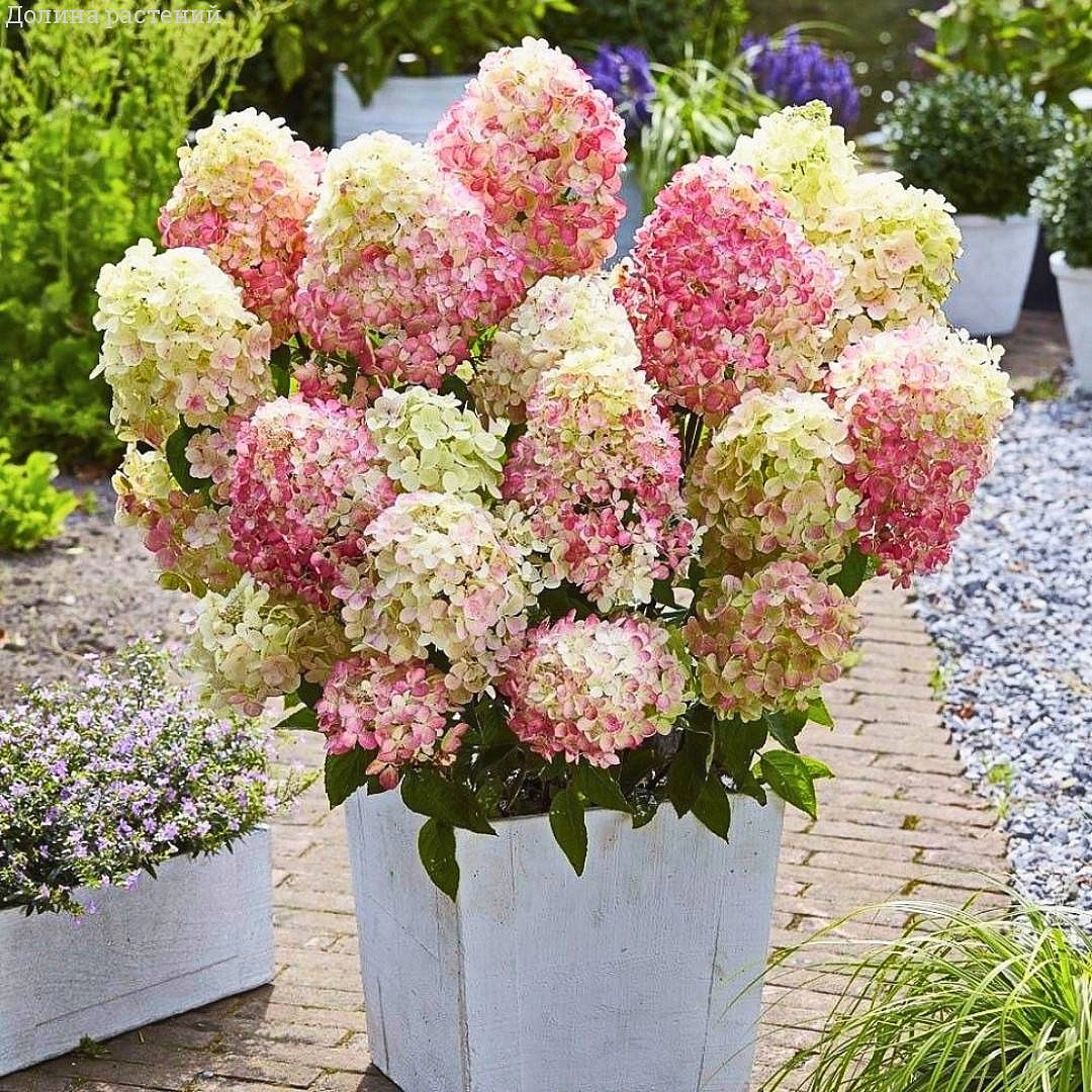 Гортензия метельчатая 'Литтл Блоссом'