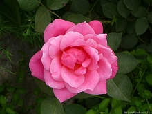 Роза 'Де Монтервиль' (парковая) (розовая)