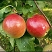 Яблоня домашняя 'Конфетное'
