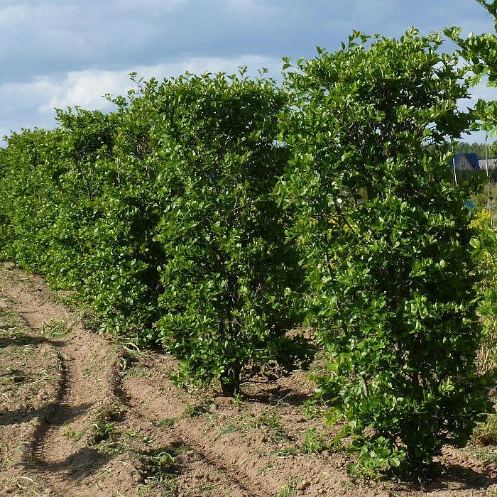 Боярышник сливолистный