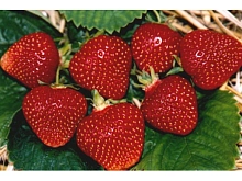 Земляника (клубника) 'Первый поцелуй'