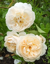 Роза 'Личфилд Энжел' (парковая) (кремово - белая)