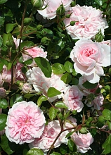 Роза 'Босса-нова' (почвопокровная, миниатюрная) (бело - розовая)