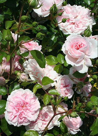 Роза 'Босса-нова' (почвопокровная, миниатюрная) (бело - розовая)