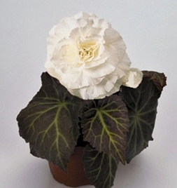 Бегония клубневая 'Нонстоп Мокка Уайт' (белая)