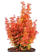 Барбарис Тунберга 'Оранж Айс'