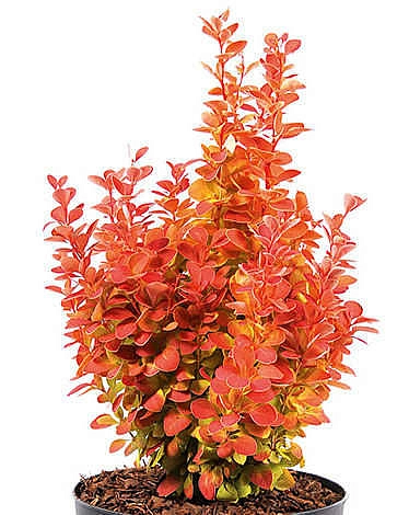 Барбарис Тунберга 'Оранж Айс'