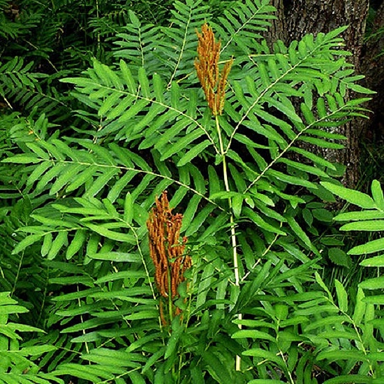 Щитовник(папоротник) Осмунда