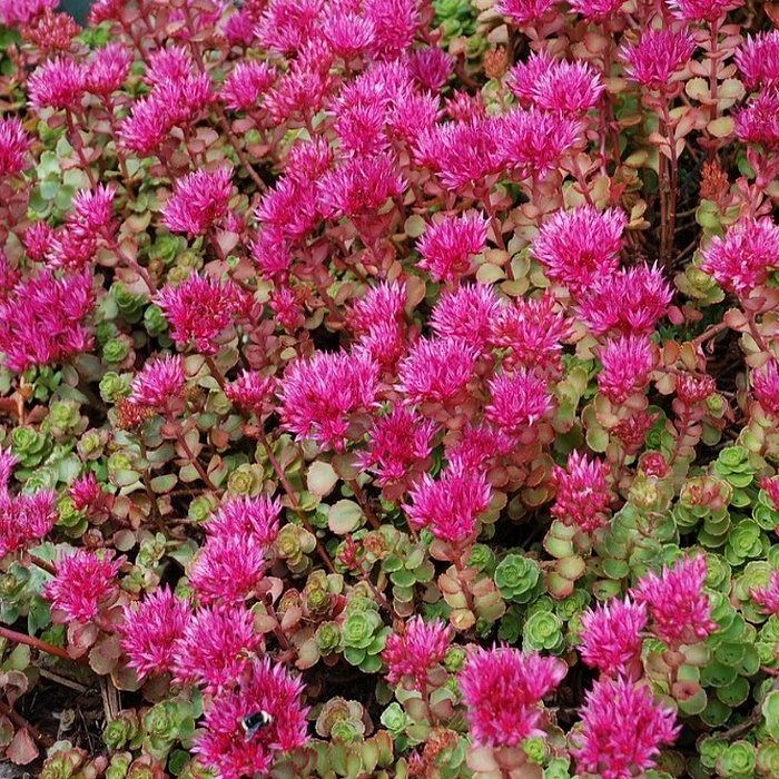 Седум гибридный (Очиток)