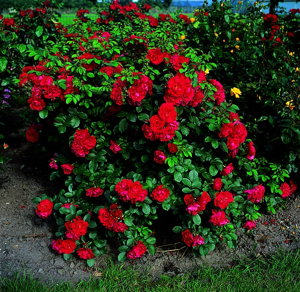 Роза 'Хансаланд ' (флорибунда)(красная)