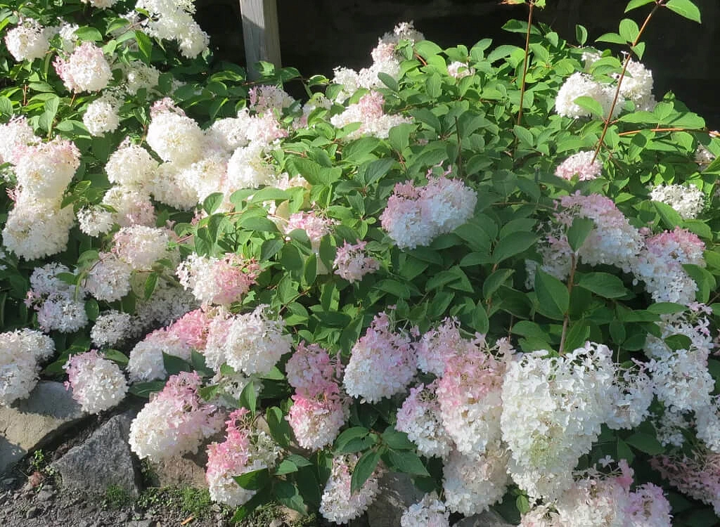 Гортензия метельчатая 'Тач оф Пинк'