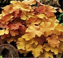 Гейхера гибридная 'Карамель'