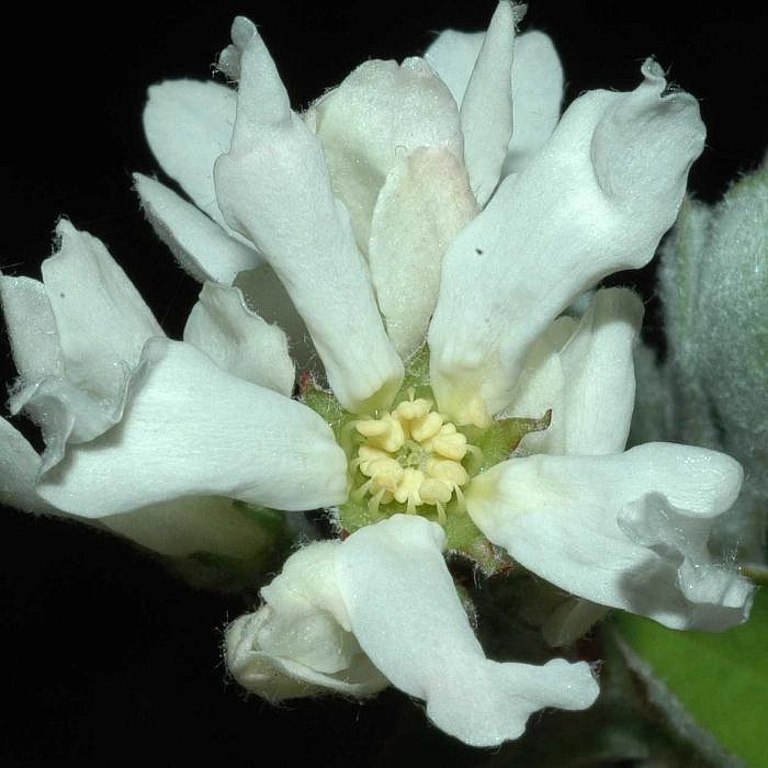 Ирга круглолистная