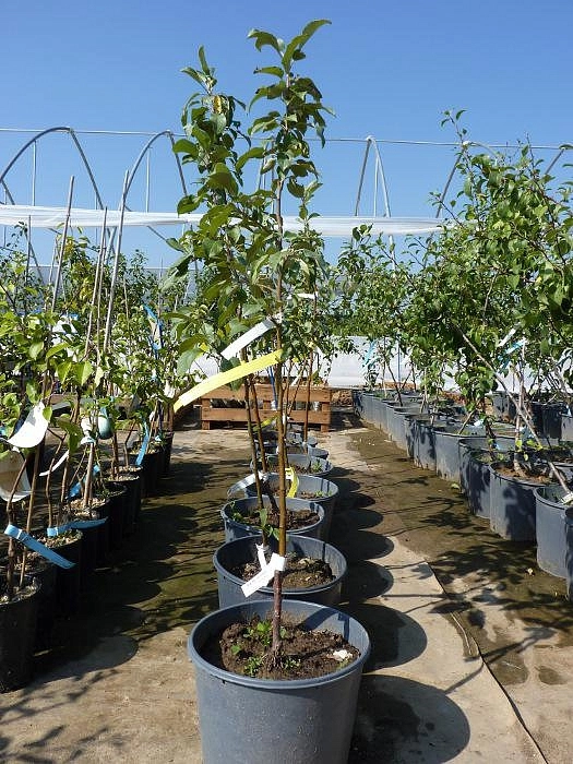 Яблоня домашняя 'Мечта' Яблоня домашняя 'Мечта'