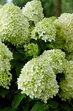 Гортензия метельчатая 'Пандора'