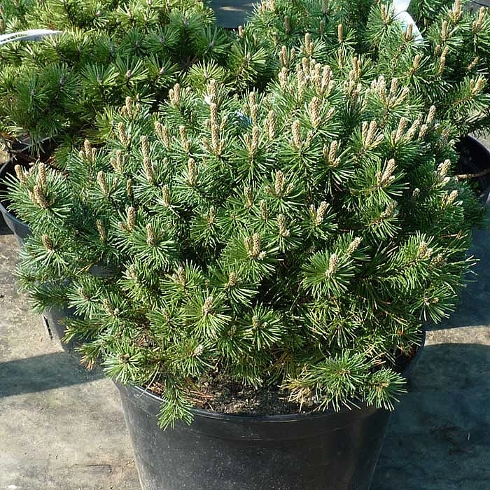 Сосна горная Пумоко (mugo Pumoko)