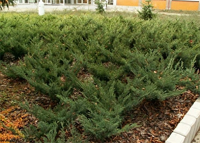 Можжевельник казацкий 'Глаука'