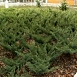 Можжевельник казацкий 'Глаука'