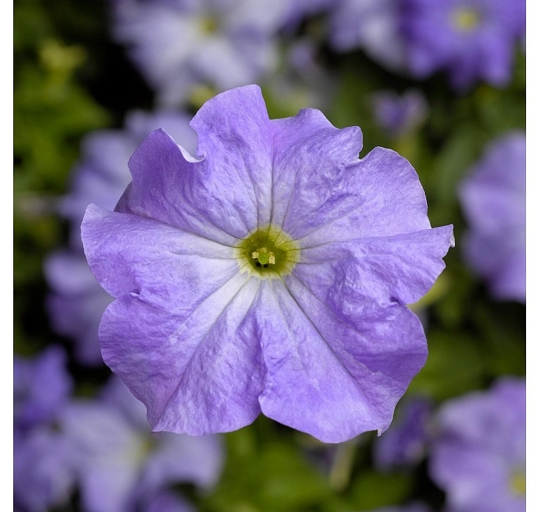 Петуния (сурфиния) гибридная 'Тритуния Скай Блю' (голубая)